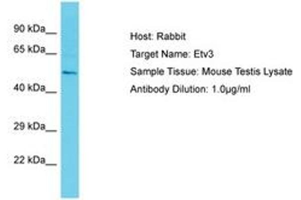 ETV3 Antikörper  (AA 441-490)