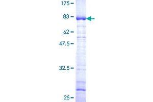 NAP1L1 Protein (AA 1-391) (GST tag)