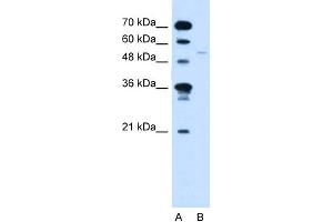 WB Suggested Anti-RXRG Antibody Titration:  2. (Retinoid X Receptor gamma antibody  (C-Term))