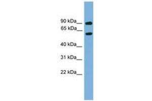 Image no. 1 for anti-NGFI-A Binding Protein 2 (EGR1 Binding Protein 2) (NAB2) (AA 401-450) antibody (ABIN6744541) (NAB2 antibody  (AA 401-450))