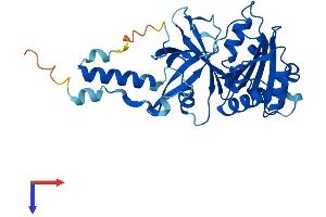 Cytochrome B5 Reductase-Like (CYB5RL) (AA 1-315) protein (His tag)