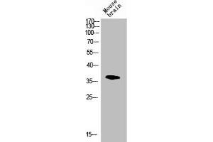 Western blot analysis of mouse-brain lysis using p38 antibody. (MAPK14 antibody  (C-Term))