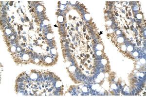 Human Intestine (C8B antibody  (Middle Region))