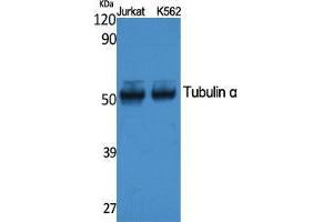 Western Blotting (WB) image for anti-alpha Tubulin (TUBA1) (C-Term) antibody (ABIN3187618) (alpha Tubulin antibody  (C-Term))