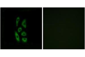 Immunofluorescence (IF) image for anti-Acyl-CoA Thioesterase 12 (ACOT12) (AA 281-330) antibody (ABIN2890092) (ACOT12 antibody  (AA 281-330))