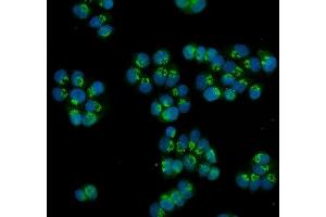 IF analysis of HOXC13 using anti-HOXC13 antibody (ABIN7602314). (HOXC13 antibody  (AA 7-155))