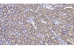 Detection of LY96 in Mouse Kidney Tissue using Polyclonal Antibody to Lymphocyte Antigen 96 (LY96) (LY96 antibody  (AA 16-160))
