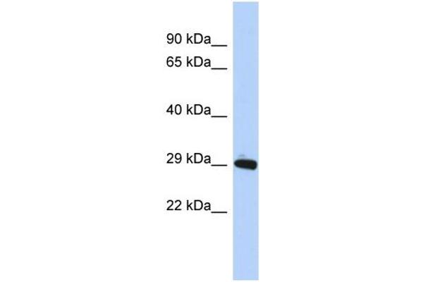 ZNF524 Antikörper  (N-Term)