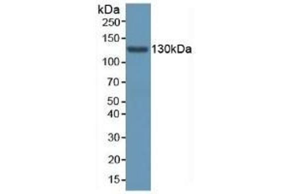 AASS antibody  (AA 33-455)