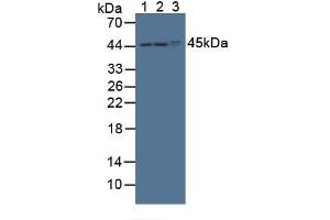 Western blot analysis of (1) Mouse Liver Tissue, (2) Mouse Heart Tissue and (3) Human HeLa cells. (POFUT1 antibody  (AA 243-393))