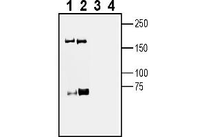 anti-Roundabout, Axon Guidance Receptor, Homolog 3 (ROBO3) (AA 656-670), (Extracellular) antibody