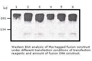 Image no. 1 for anti-Myc Tag antibody (ABIN274261)