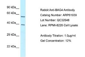 Western Blotting (WB) image for anti-BCL2-Associated Athanogene 4 (BAG4) (C-Term) antibody (ABIN970178) (BAG4 antibody  (C-Term))