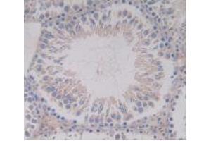 IHC-P analysis of Rat Testis Tissue, with DAB staining. (EGF antibody  (AA 974-1026))