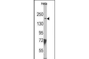 Western blot analysis of anti-JMJD3 (N-term) Pab ((ABIN387862 and ABIN2844039)) in Hela cell line lysates.