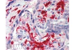 ABIN185597 (2. (Iba1 antibody  (Internal Region))