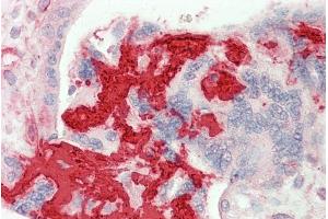 ABIN1782152 (5µg/ml) staining of paraffin embedded Human Placenta. (Fibrinogen beta Chain antibody  (AA 177-190))