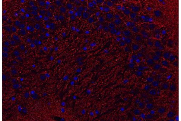 Synaptogyrin 1 antibody  (AA 220-234)