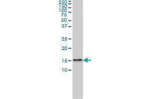 Western Blotting (WB) image for anti-Mediator Complex Subunit 31 (MED31) (AA 1-131) antibody (ABIN565511)
