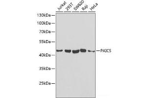 Western blot analysis of extracts of various cell lines using PAICS Polyclonal Antibody at dilution of 1:1000. (PAICS antibody)