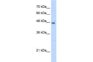 WB Suggested Anti-KYNU Antibody Titration:  5. (KYNU antibody  (N-Term))
