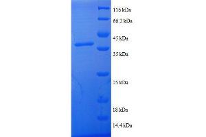 SDS-PAGE (SDS) image for Thioredoxin (TXN) (AA 2-105), (full length) protein (GST tag) (ABIN7479607) (TXN Protein (AA 2-105, full length) (GST tag))