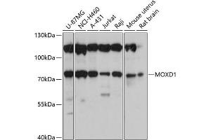 Western blot analysis of extracts of various cell lines, using MOXD1 antibody (ABIN6133069, ABIN6143954, ABIN6143955 and ABIN6220708) at 1:3000 dilution. (MOXD1 antibody  (AA 390-590))