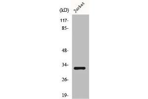 anti-Immune Receptor Expressed On Myeloid Cells 1 (IREM1) (Internal Region) antibody