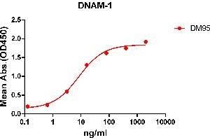 ELISA plate pre-coated by 2 μg/mL (100 μL/well) Human DNAM-1 protein, mFc-His tagged protein ABIN6961117, ABIN7042263 and ABIN7042264 can bind Rabbit anti-DNAM-1 monoclonal antibody (clone: DM95) in a linear range of 0. (CD226 antibody  (AA 19-247))
