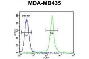Flow cytometric analysis of MDA-MB435 cells (right histogram) compared to a negative control cell (left histogram) using MRM1 Antibody (N-term), followed by FITC-conjugated goat-anti-rabbit secondary antibodies. (MRM1 antibody  (N-Term))