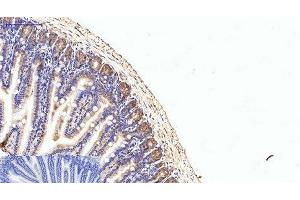 Immunohistochemistry of paraffin-embedded Mouse colon tissue using eIF4A1 Monoclonal Antibody at dilution of 1:200. (EIF4A1 antibody)