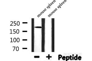 Western blot analysis of extracts from mouse spleen, using FANCM Antibody.