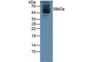 Detection of KPNa1 in Human K562 Cells using Polyclonal Antibody to Karyopherin Alpha 1 (KPNa1) (KPNA1 antibody  (AA 239-506))
