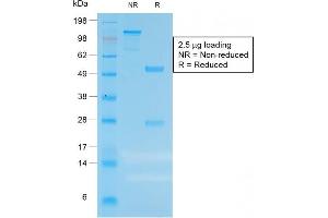 SDS-PAGE Analysis of Purified CEA Rabbit Recombinant Monoclonal Antibody (C66/1983R). (Recombinant CEACAM5 antibody)