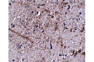 Immunohistochemistry of TOMM70A in mouse brain tissue with TOMM70A polyclonal antibody  at 2. (TOM70 antibody  (N-Term))