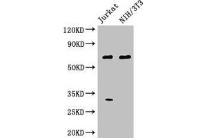 Western Blot Positive WB detected in: Jurkat whole cell lysate, NIH/3T3 whole cell lysate All lanes: FANCC antibody at 3 μg/mL Secondary Goat polyclonal to rabbit IgG at 1/50000 dilution Predicted band size: 64 kDa Observed band size: 64 kDa (FANCC antibody  (AA 1-210))