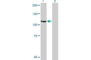 Western Blot analysis of IARS expression in transfected 293T cell line by IARS monoclonal antibody (M03), clone 3D3.