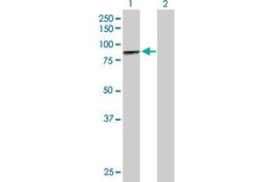 Western Blot analysis of MCCC1 expression in transfected 293T cell line by MCCC1 MaxPab polyclonal antibody. (MCCC1 antibody  (AA 1-725))
