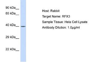 Host: Rabbit Target Name: RFX3 Sample Type: Hela Whole Cell lysates Antibody Dilution: 1. (RFX3 antibody  (N-Term))