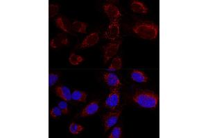 Confocal immunofluorescence analysis of U2OS cells using HADHA Polyclonal Antibody (ABIN6131741, ABIN6141585, ABIN6141587 and ABIN6217258) at dilution of 1:100. (HADHA antibody  (AA 484-763))