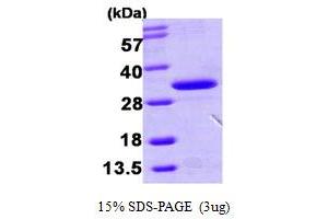 Haloacid Dehalogenase-Like Hydrolase Domain Containing 3 (HDHD3) (AA 1-251) protein (His tag)