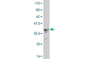 Western Blotting (WB) image for anti-Ribosomal Protein S6 Kinase, 90kDa, Polypeptide 1 (RPS6KA1) (AA 342-416) antibody (ABIN519887)