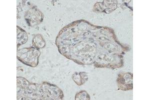 Immunohistochemistry of paraffin-embedded Human placenta using GPR78 Polyclonal Antibody at dilution of 1:100 (40x lens). (GPR78 antibody)