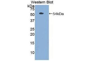 Western Blotting (WB) image for anti-Toll-Like Receptor 3 (TLR3) (AA 727-905) antibody (ABIN1860769)