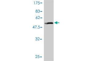 Western Blot detection against Immunogen (51. (SLC27A4 antibody  (AA 1-237))