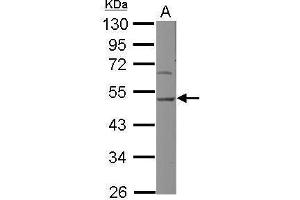 WB Image Sample (30 ug of whole cell lysate) A: NIH-3T3 10% SDS PAGE antibody diluted at 1:500
