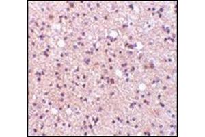 Immunohistochemistry of NPAS3 in human brain tissue with this product at 5 μg/ml. (NPAS3 antibody  (Center))