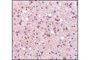Immunohistochemistry of NPAS3 in human brain tissue with this product at 5 μg/ml. (NPAS3 antibody  (Center))
