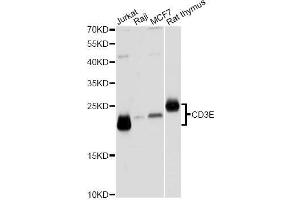 Western blot analysis of extracts of various cell lines, using CD3E Antibody. (CD3 epsilon antibody  (C-Term))