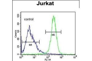 ANGEL1 Antibody (C-term) (ABIN652892 and ABIN2842577) flow cytometric analysis of Jurkat cells (right histogram) compared to a negative control cell (left histogram). (ANGEL1 antibody  (C-Term))